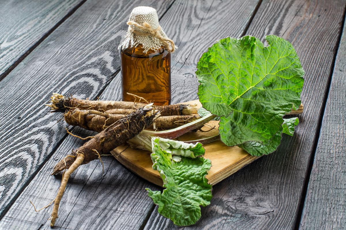 Arctium lappa, root