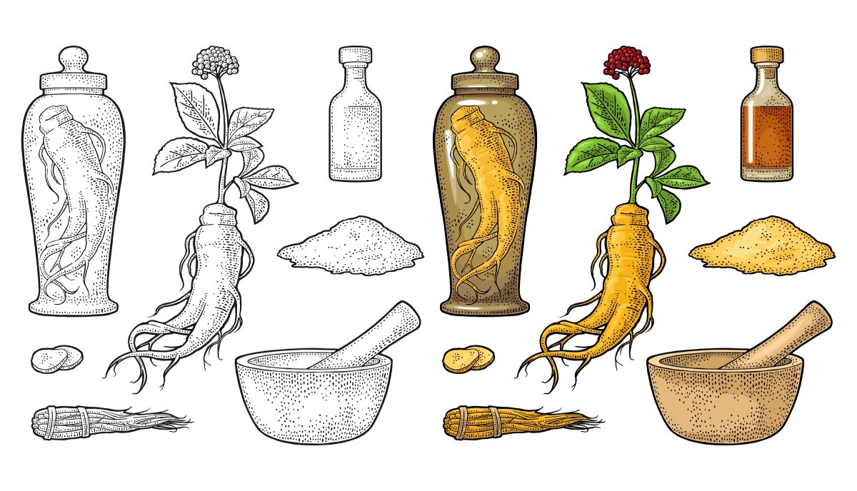 Illustration showing ginseng plants, roots, powdered ginseng, bottles, and mortar and pestle sets in both colored and outline versions.