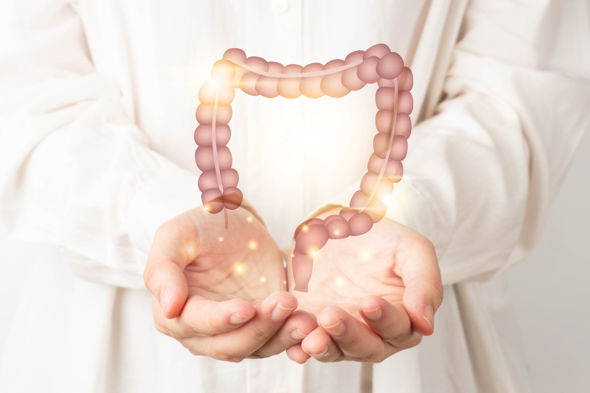 Healthy large intestine anatomy on doctor hands