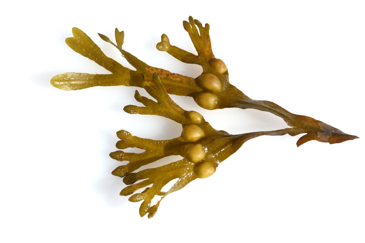 Fucus vesiculosus