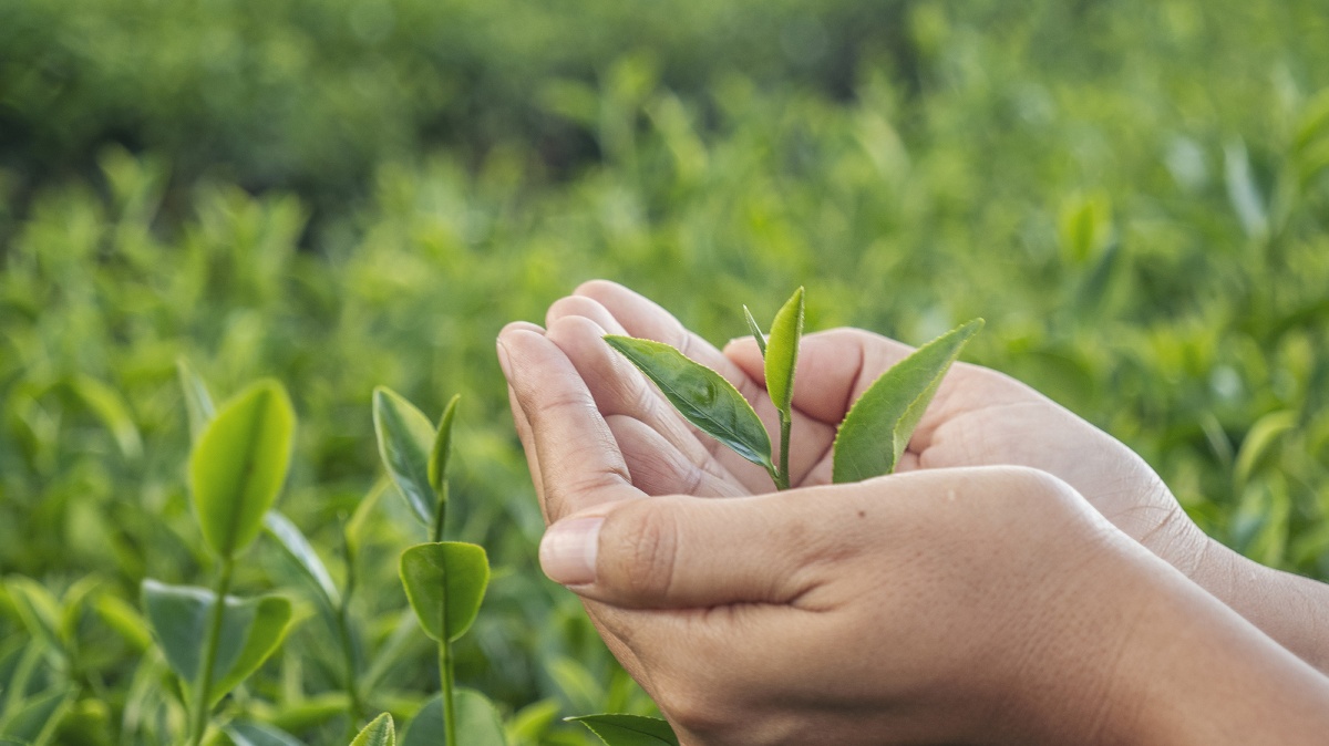 Hands gently holding a small, green plant amidst a lush, leafy background.